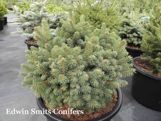 Picea abies 'Silberkissen'